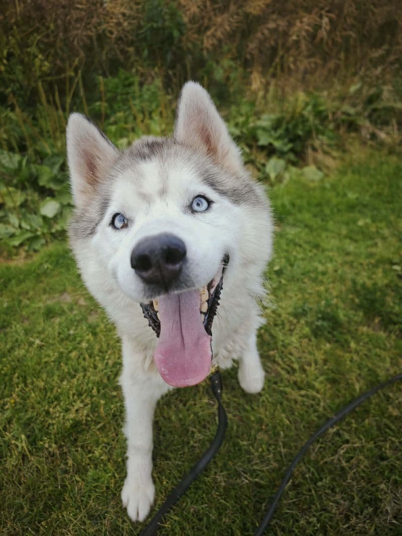 Husas