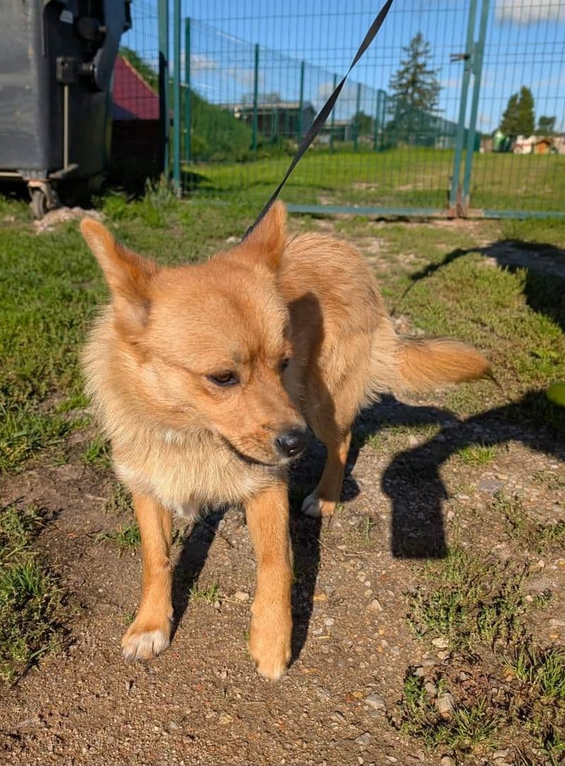 Iš Žiogų