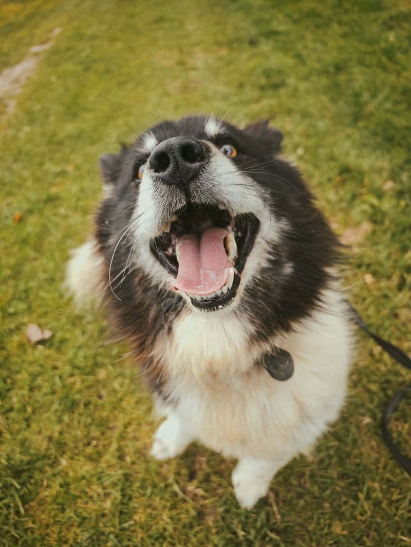 Olafas