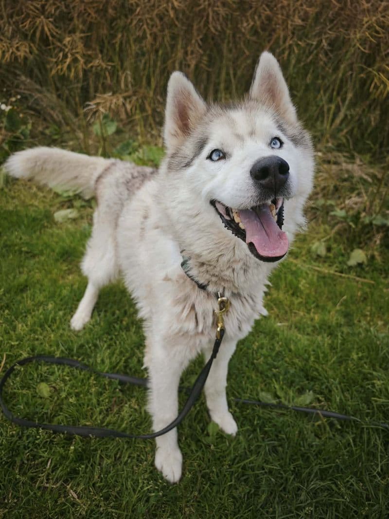 Husas