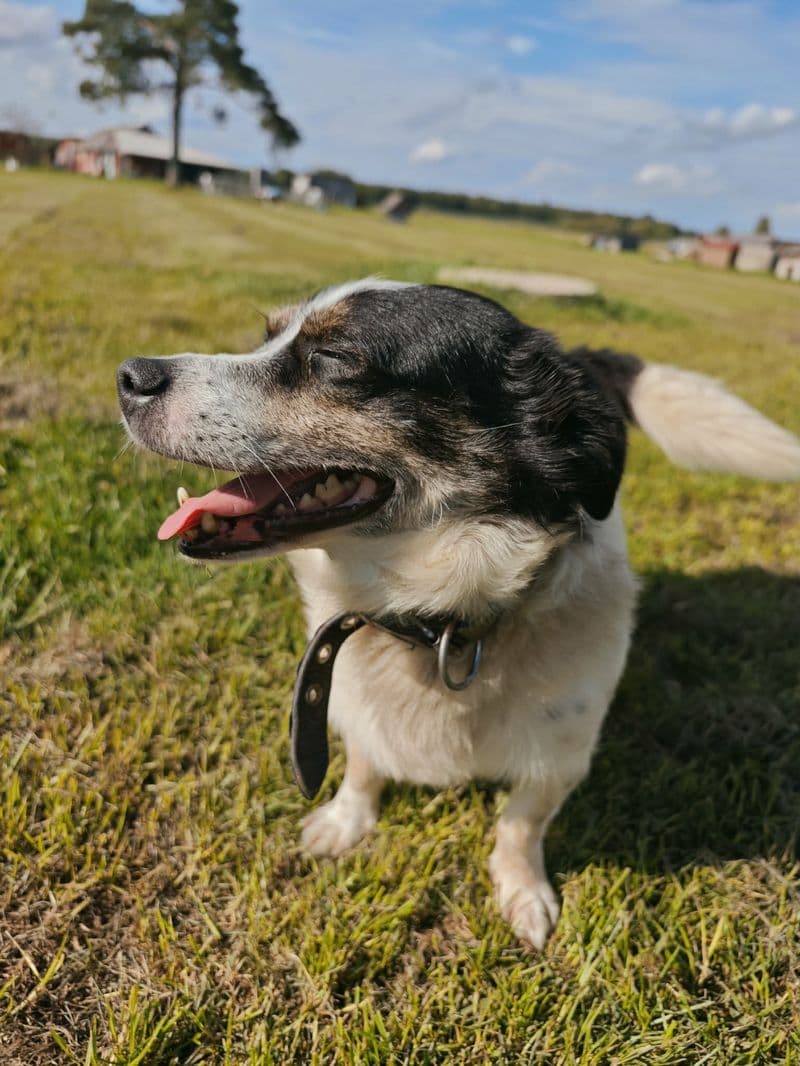 Marčis