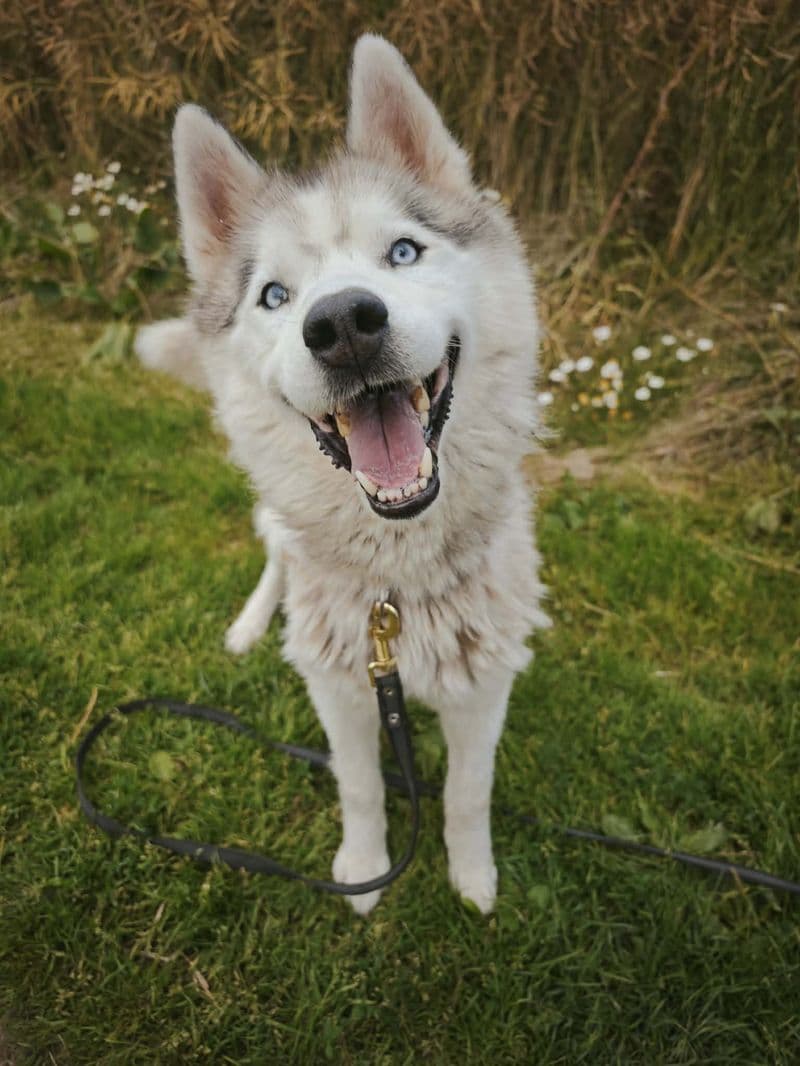 Husas