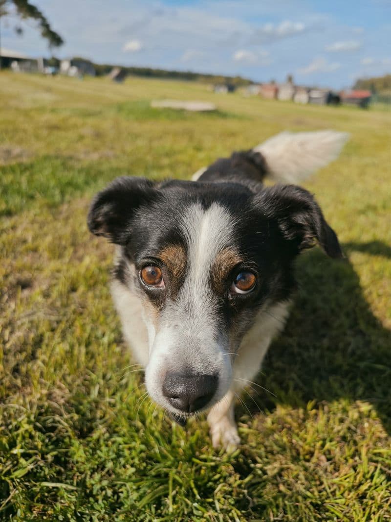 Marčis