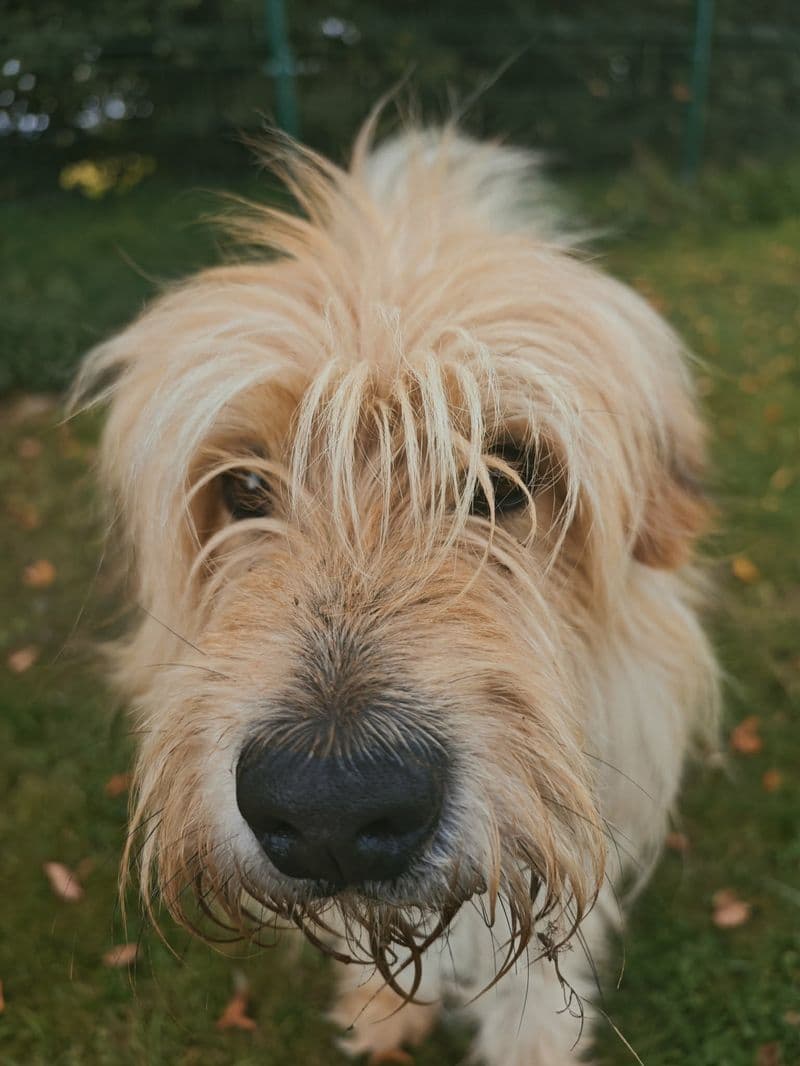 Vikis
