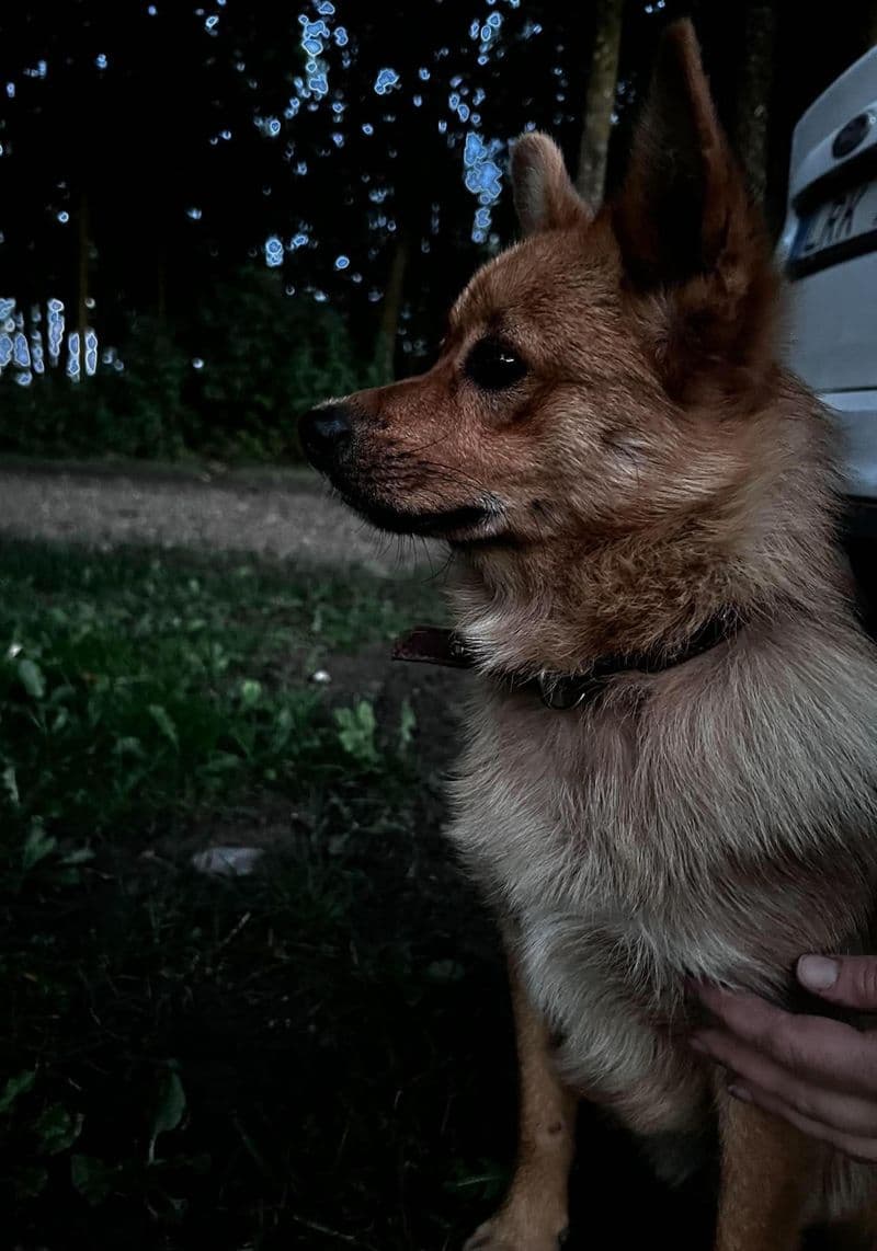 Iš Žiogų