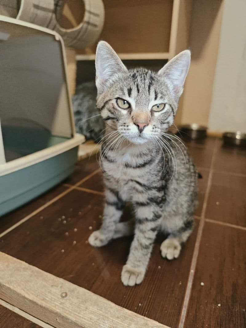 Iš Varputėnų