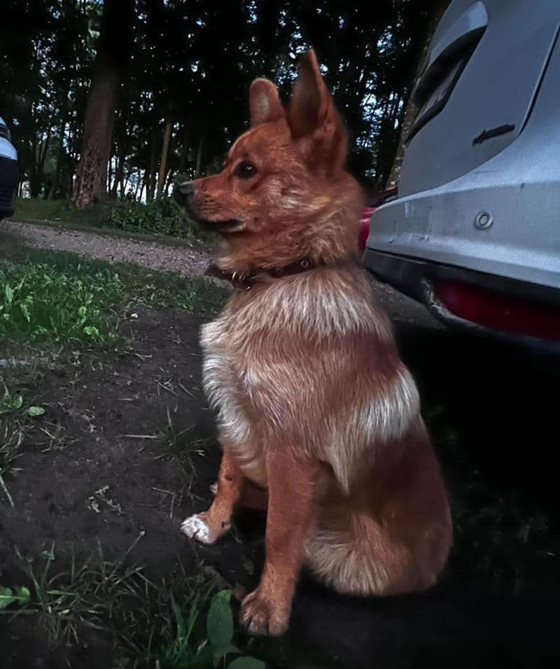 Iš Žiogų