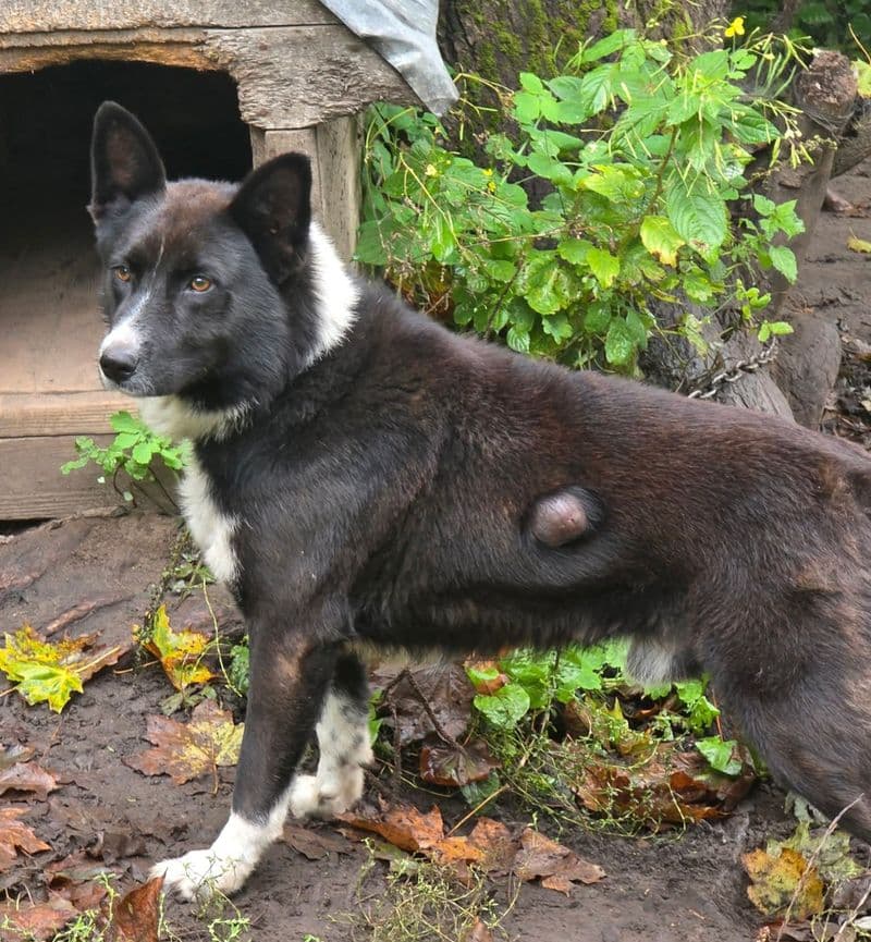 Iš Šiaulėnų