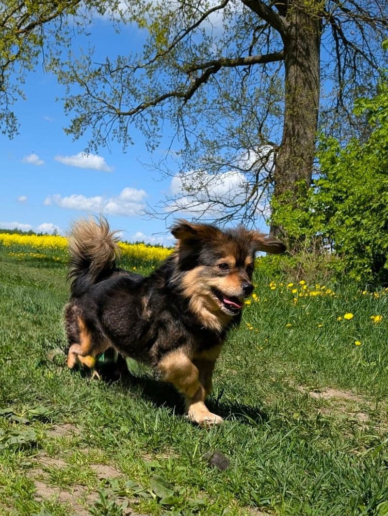 Vaibas