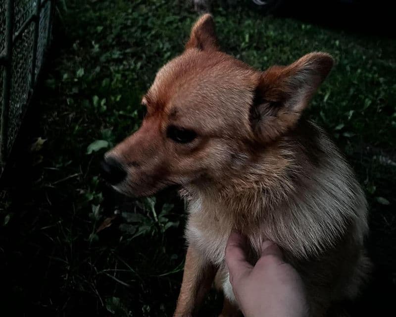 Iš Žiogų