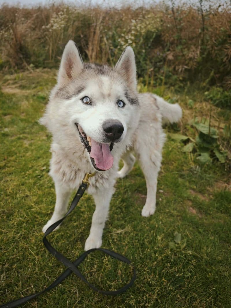 Husas