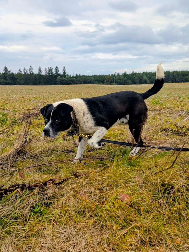 Djukas