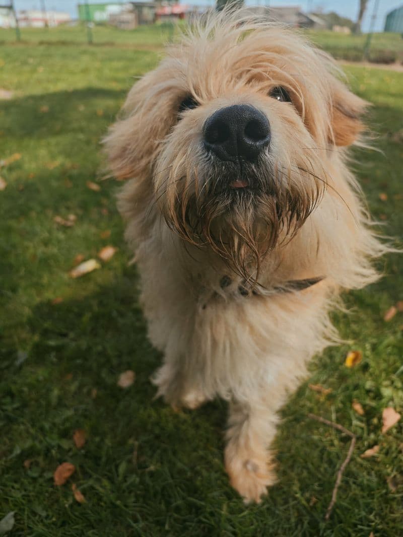 Vikis