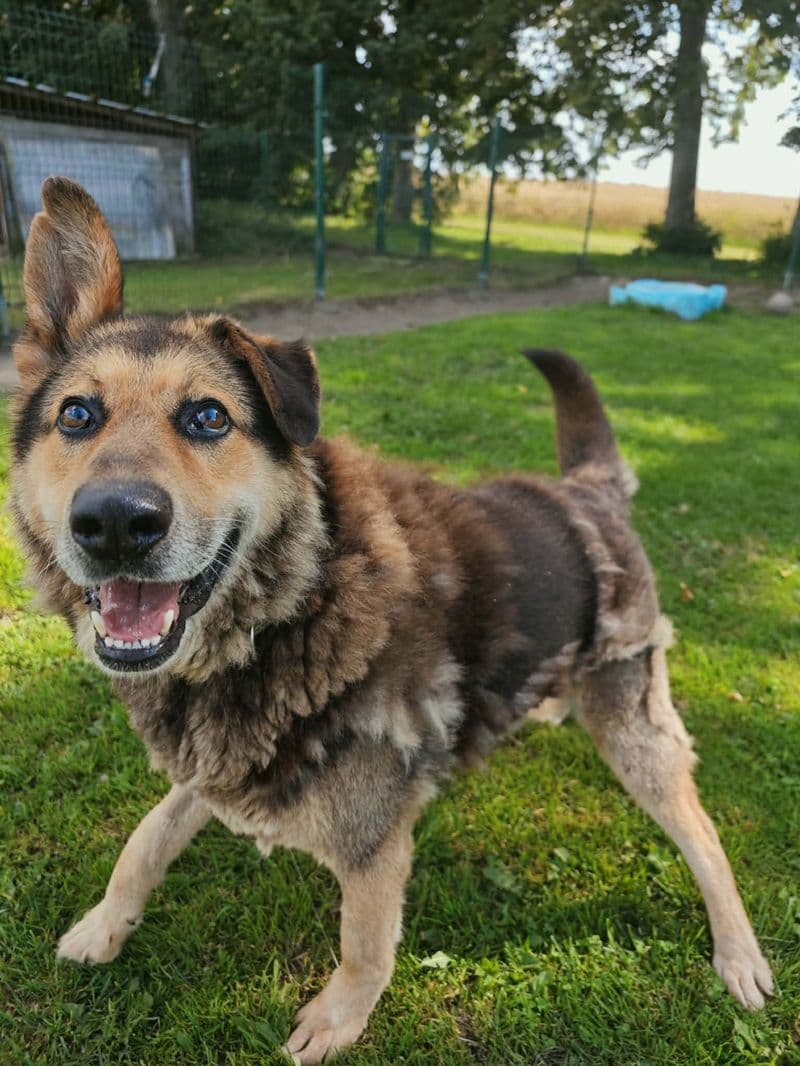 Verdis