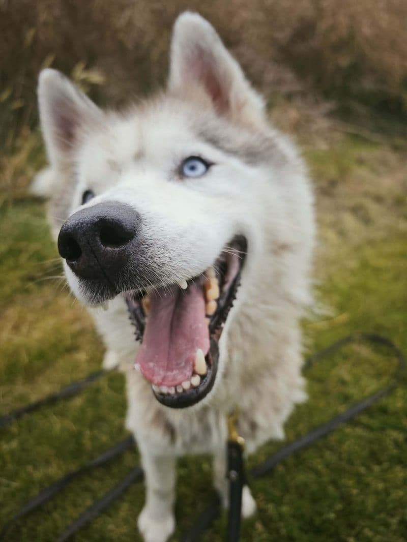 Husas