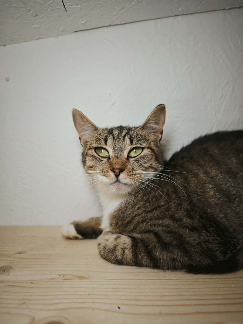 Rainoji iš Šilėnų