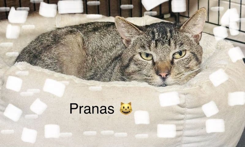 Pranas