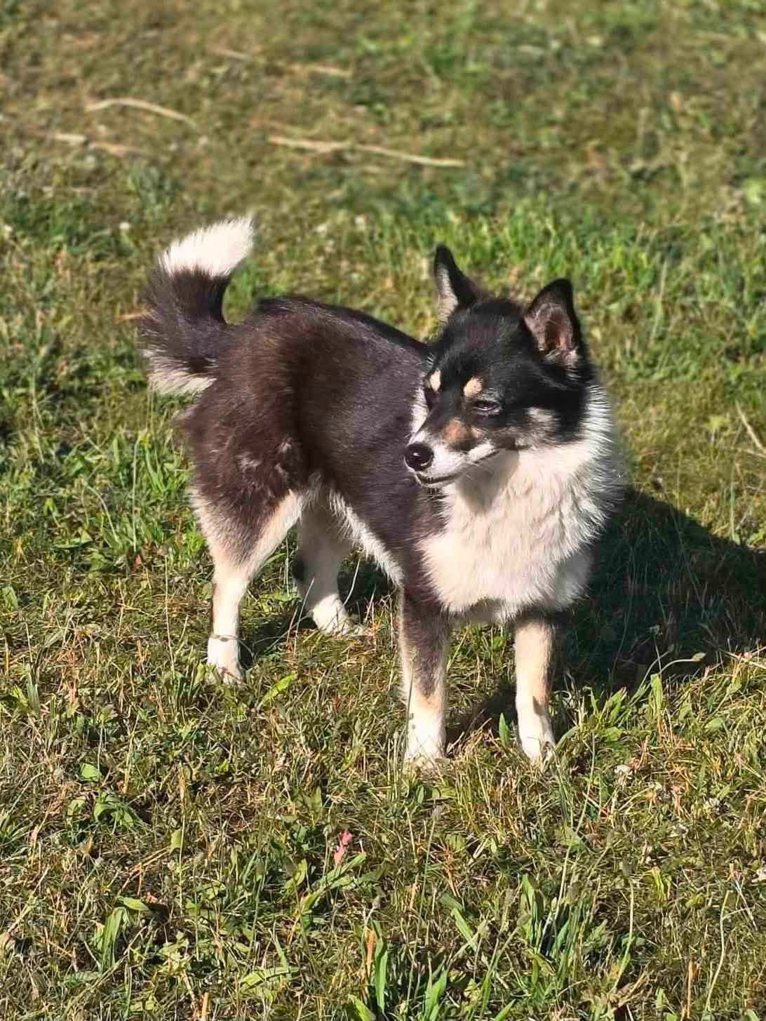 Žaklina
