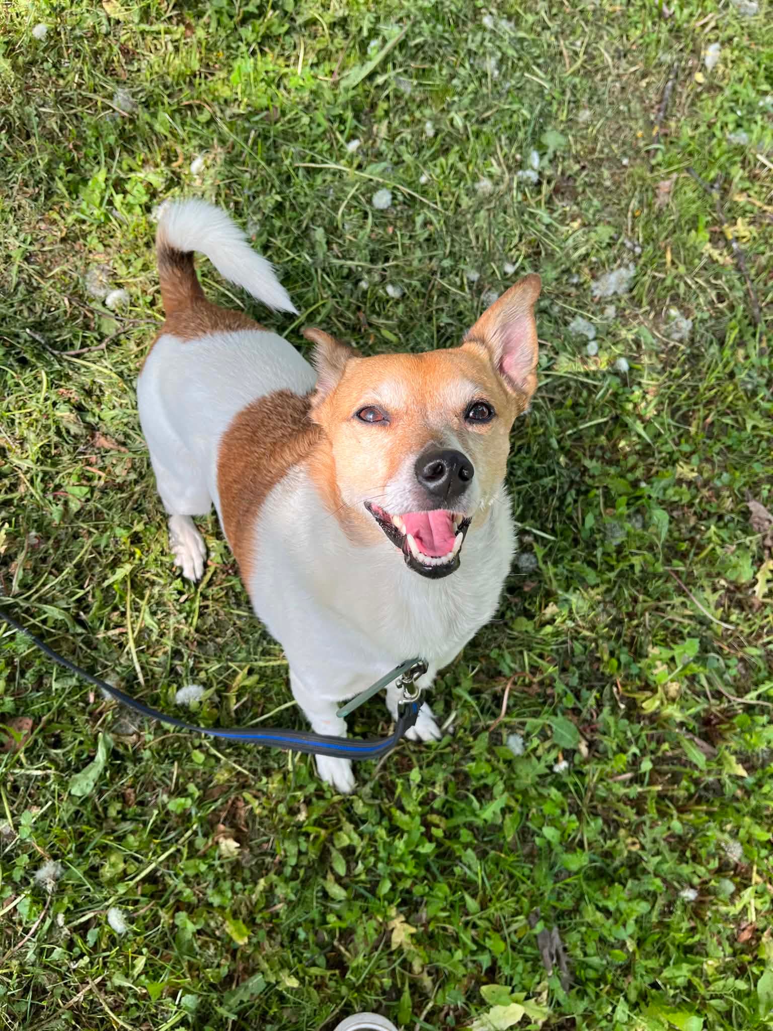 Lola