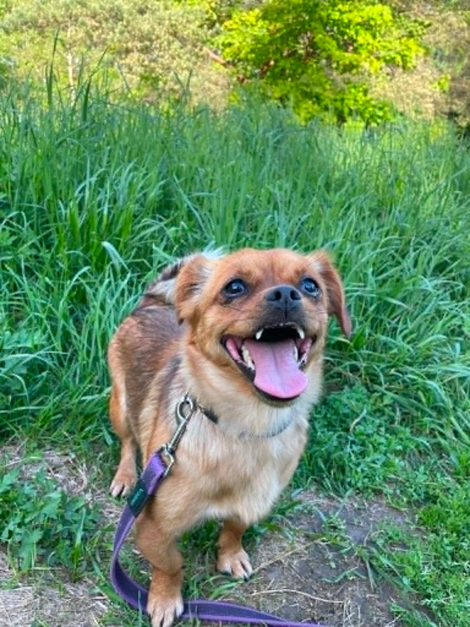 Maja