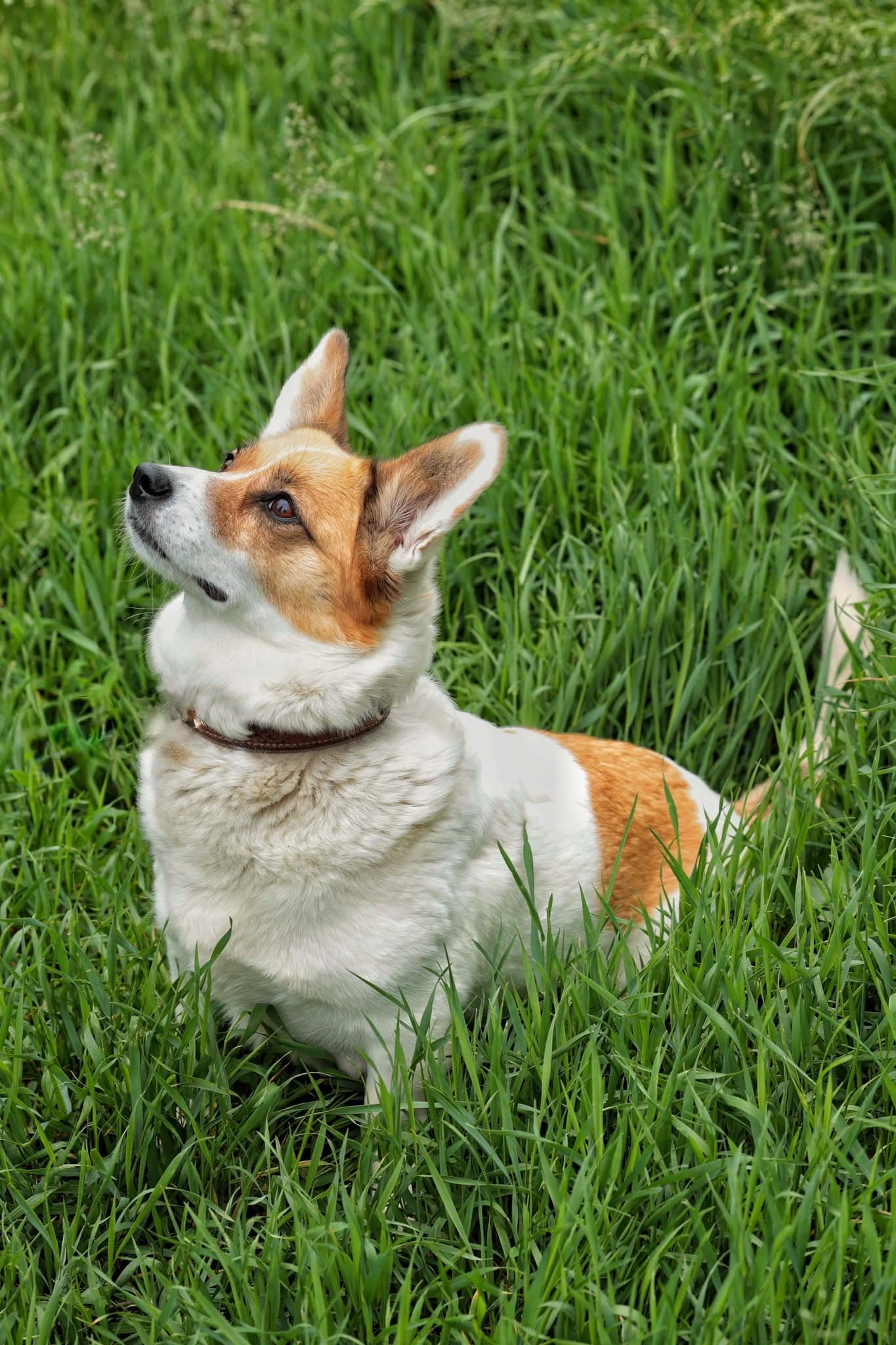 Sara