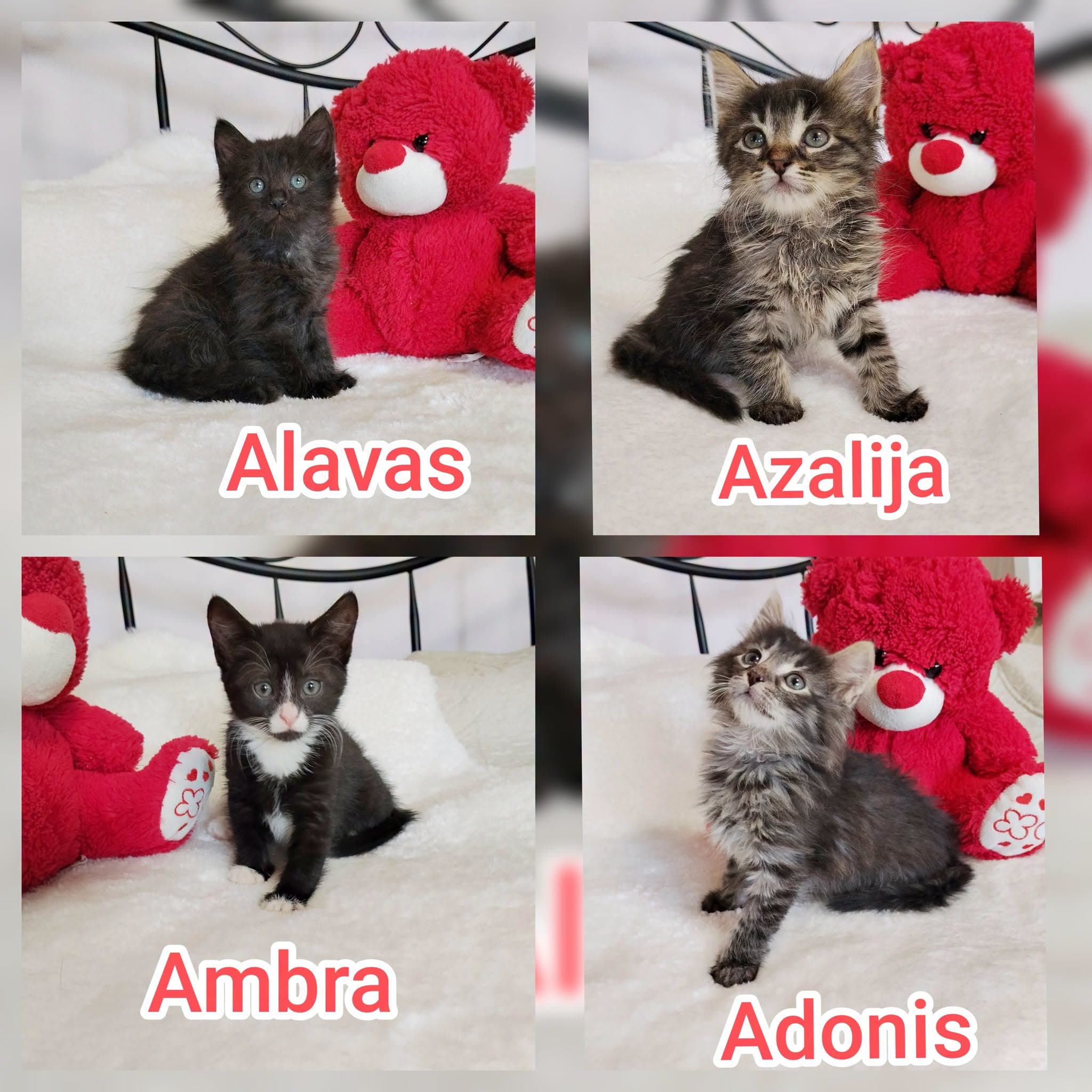 Ambra, Azalija, Alavas, Adonis