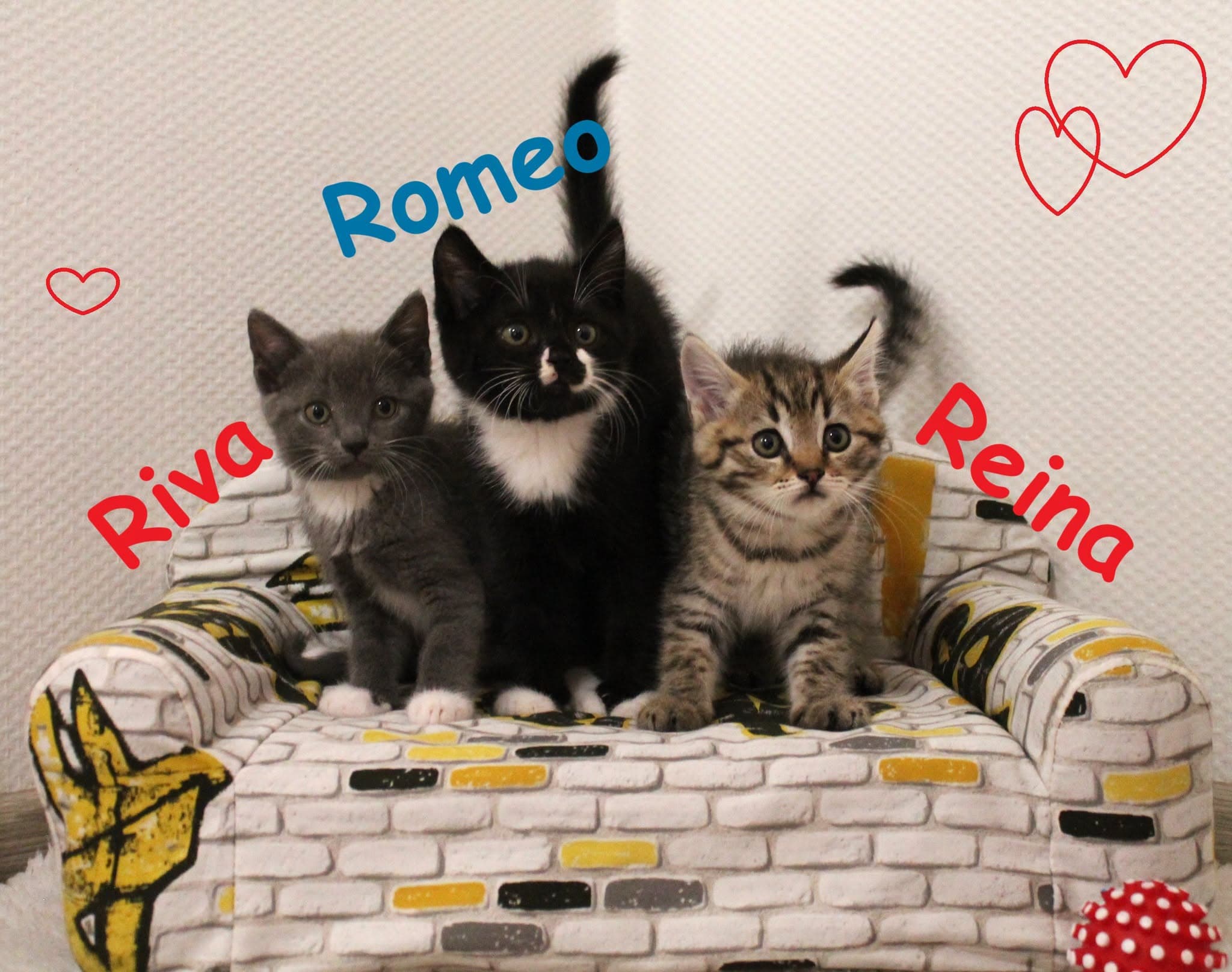 Riva, Reina ir Romeo
