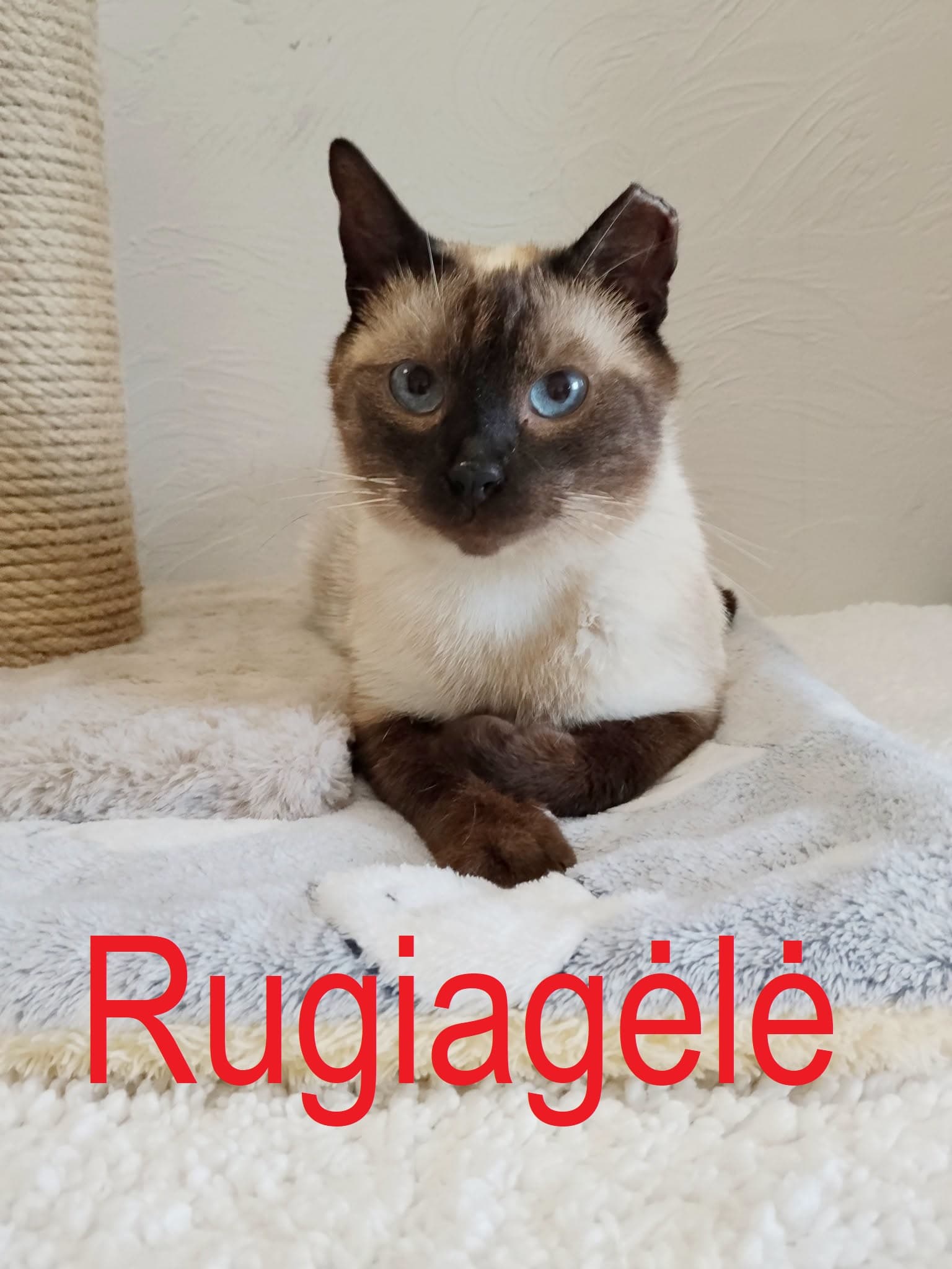 Rugiagėlė