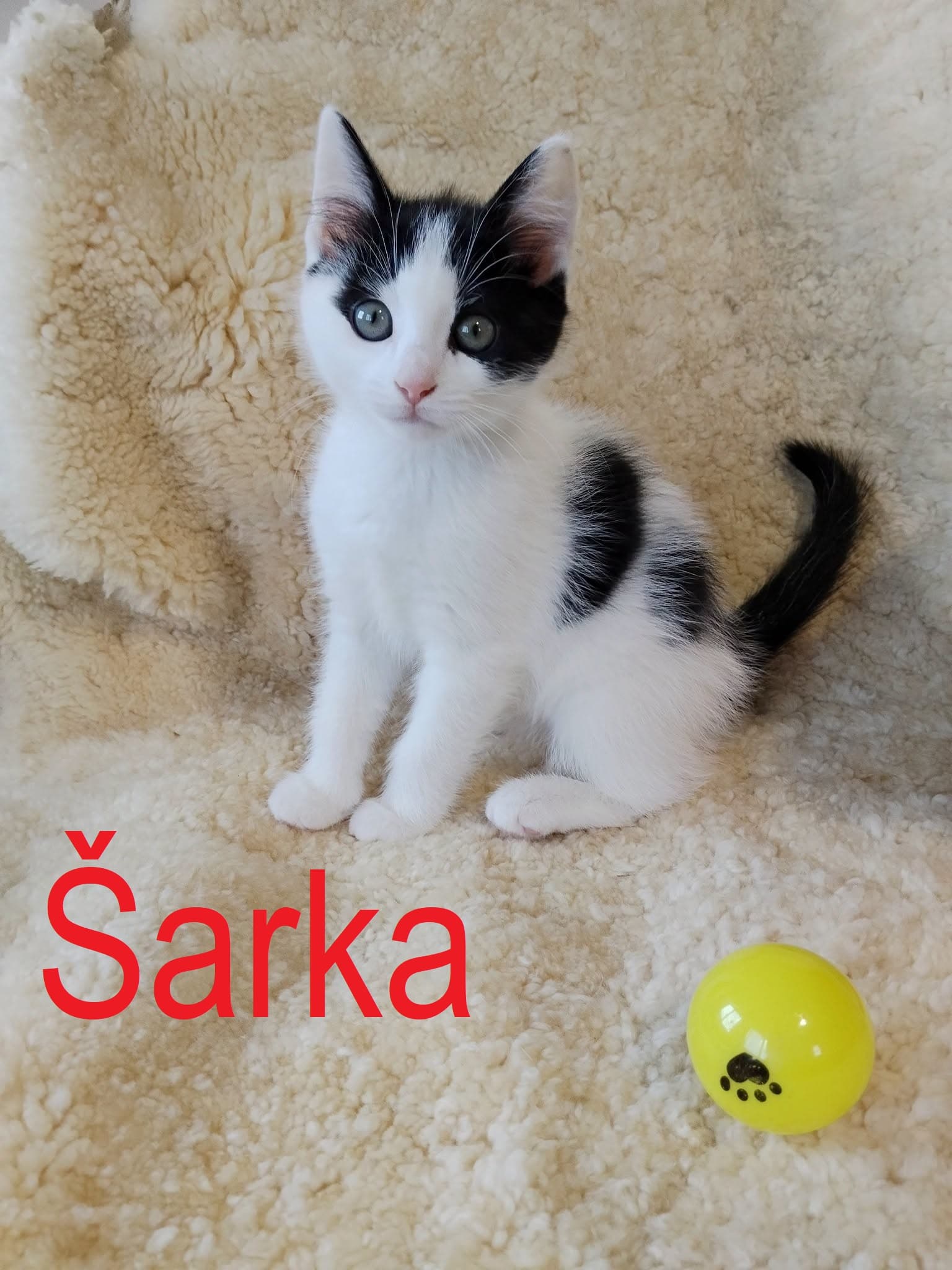 Šarka