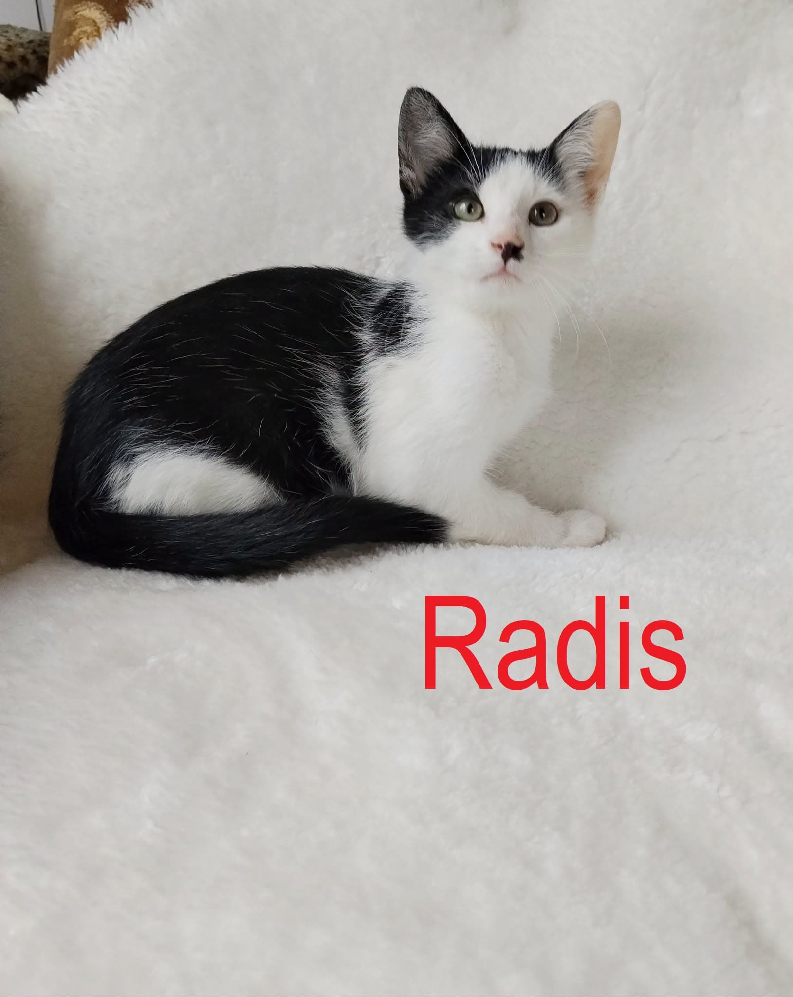 Radis