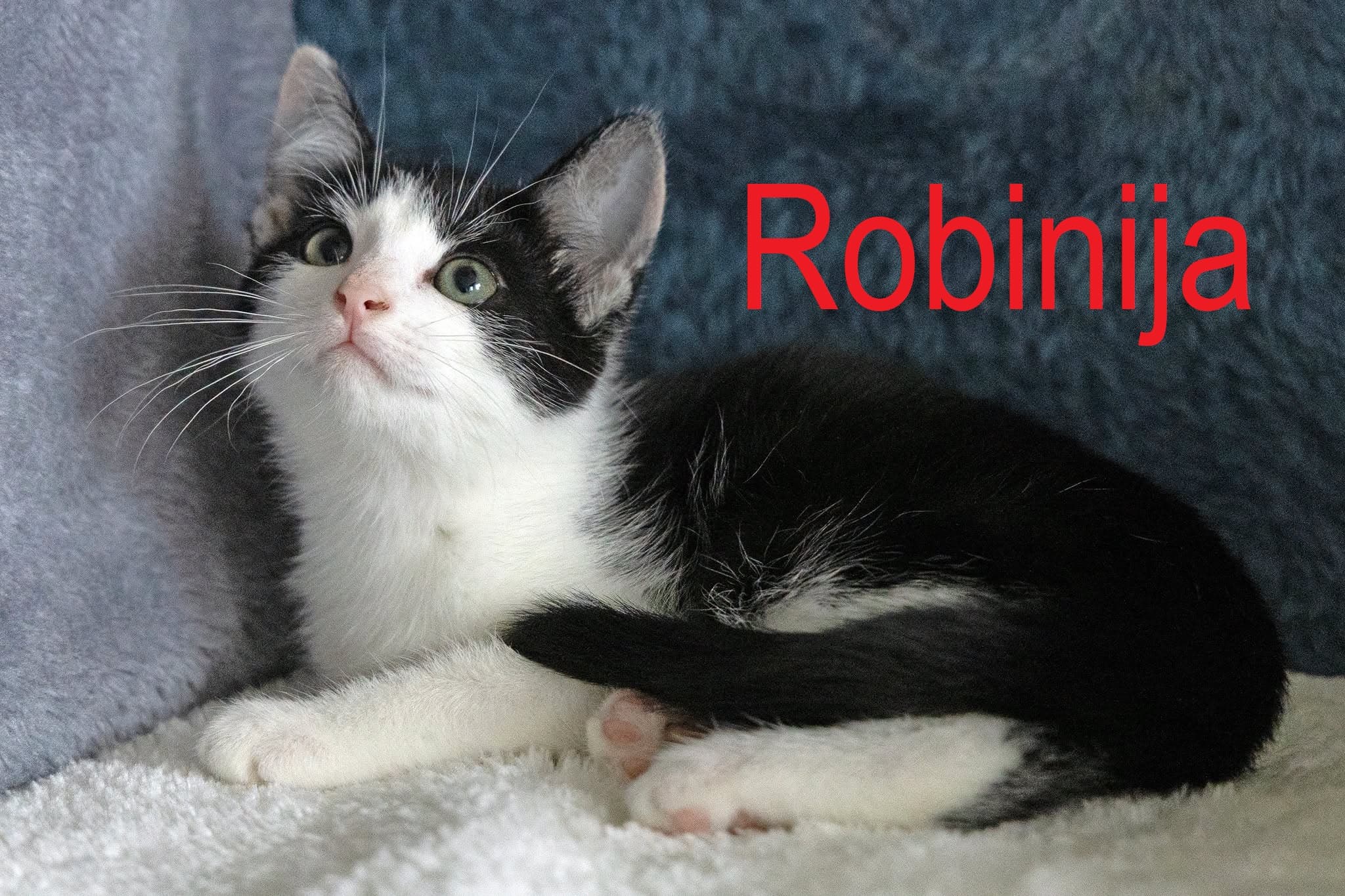 Robinija