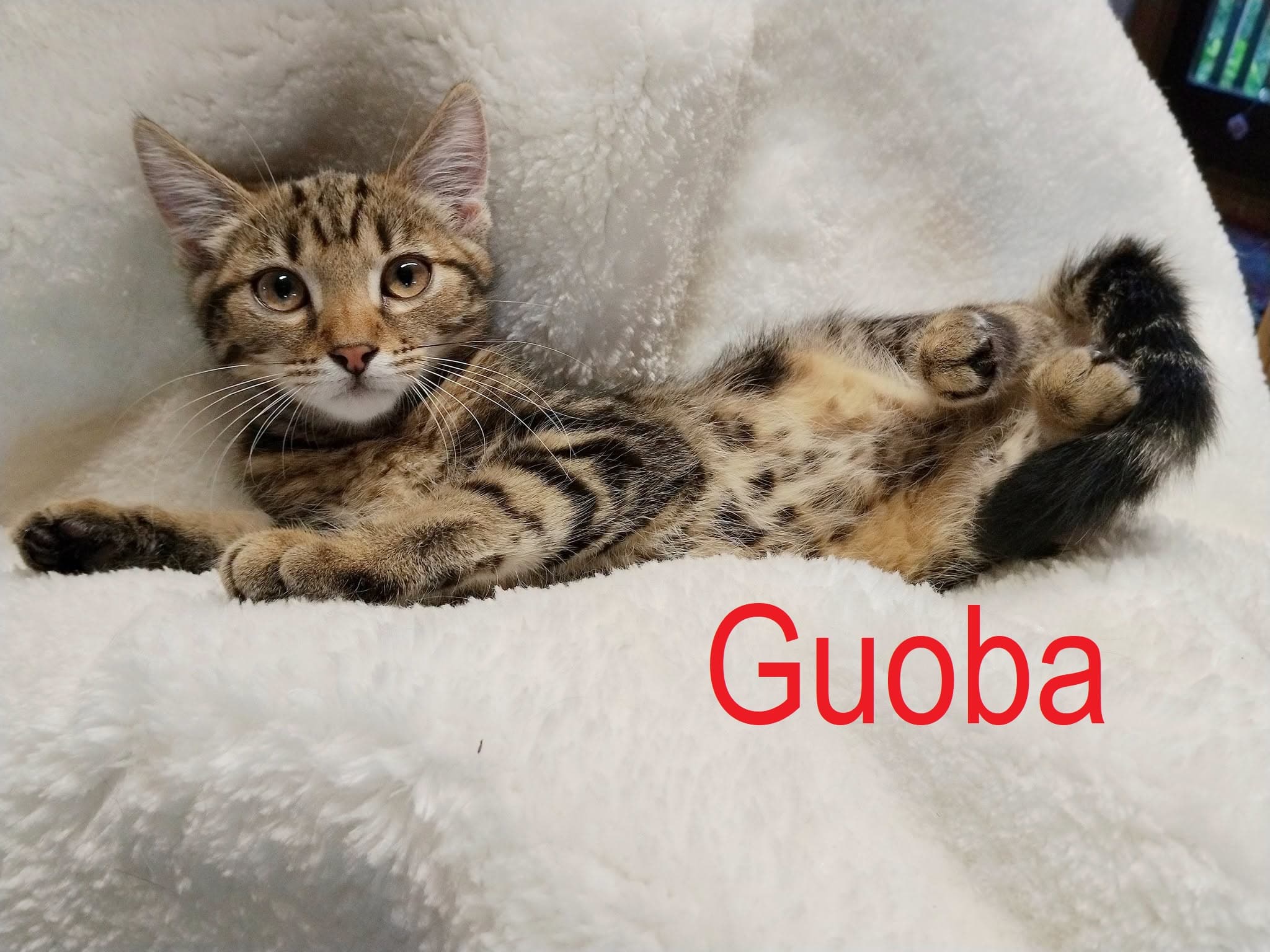 Guoba
