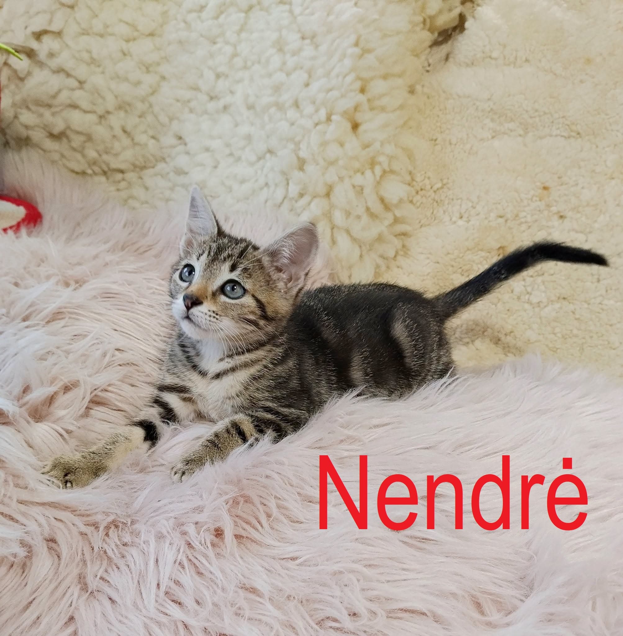 Nendrė