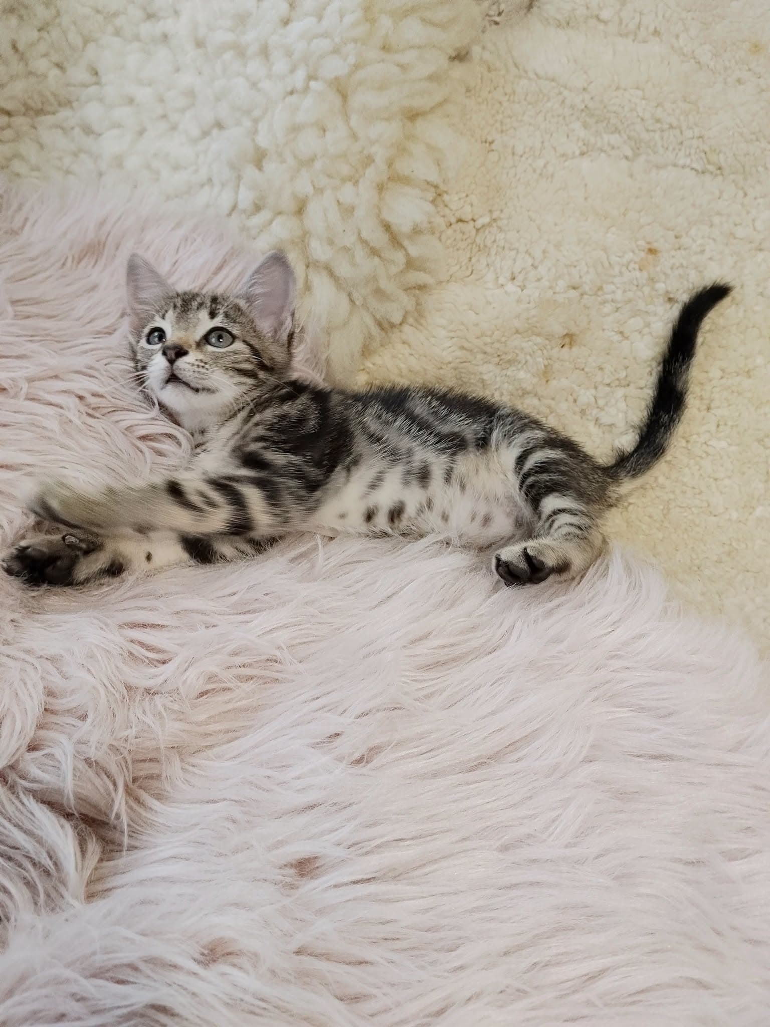 Nendrė