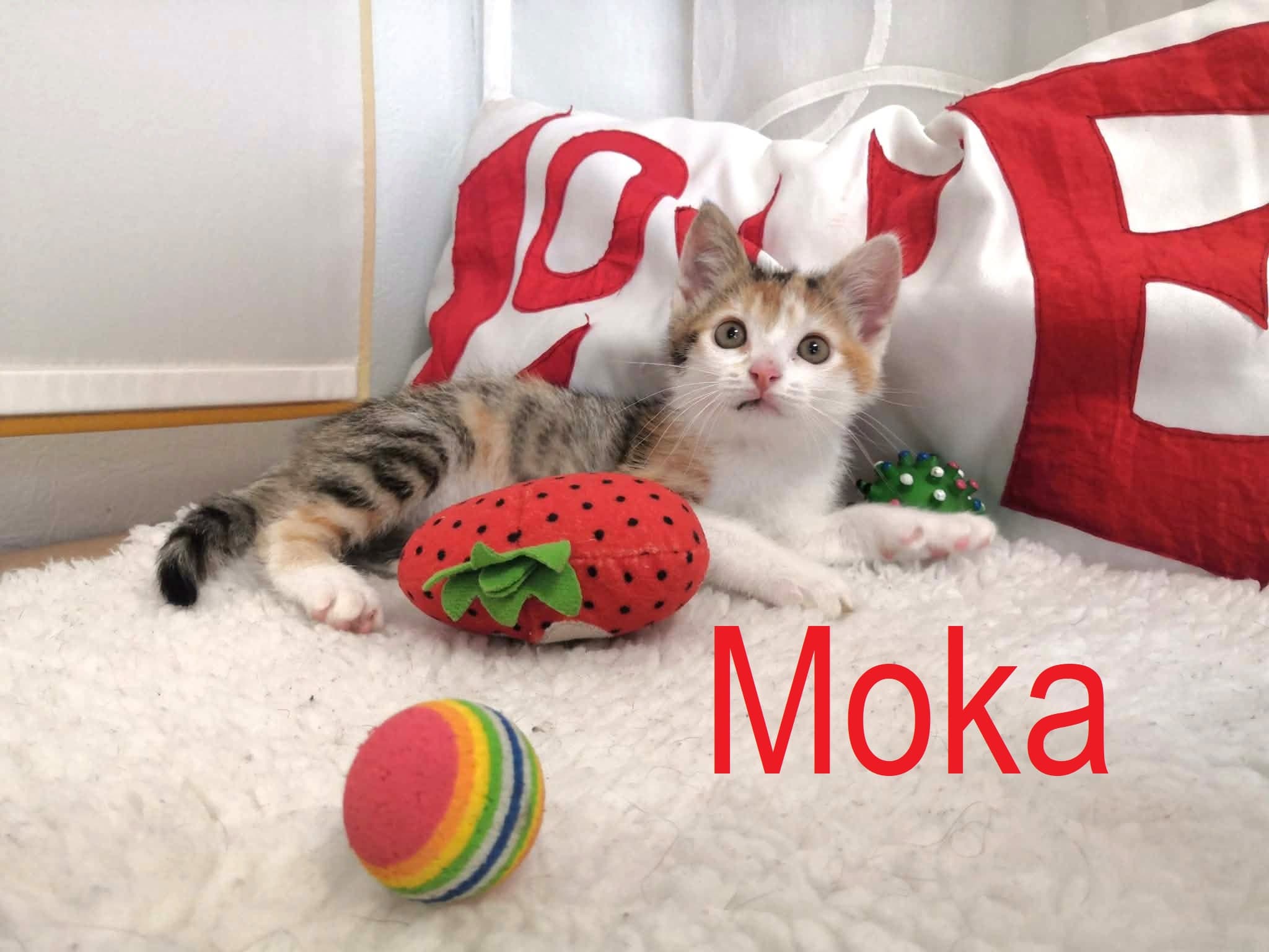 Moka