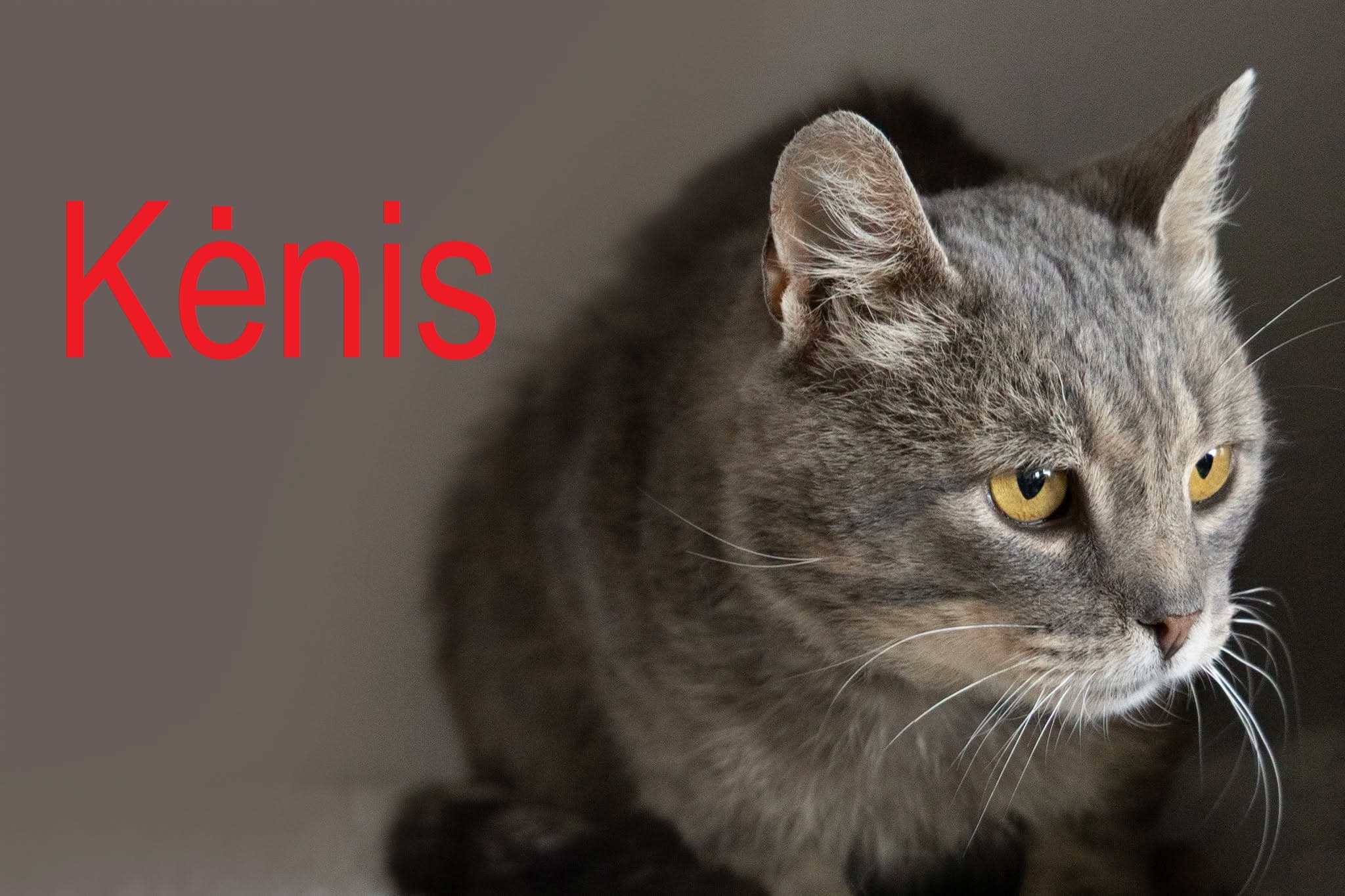 Kėnis