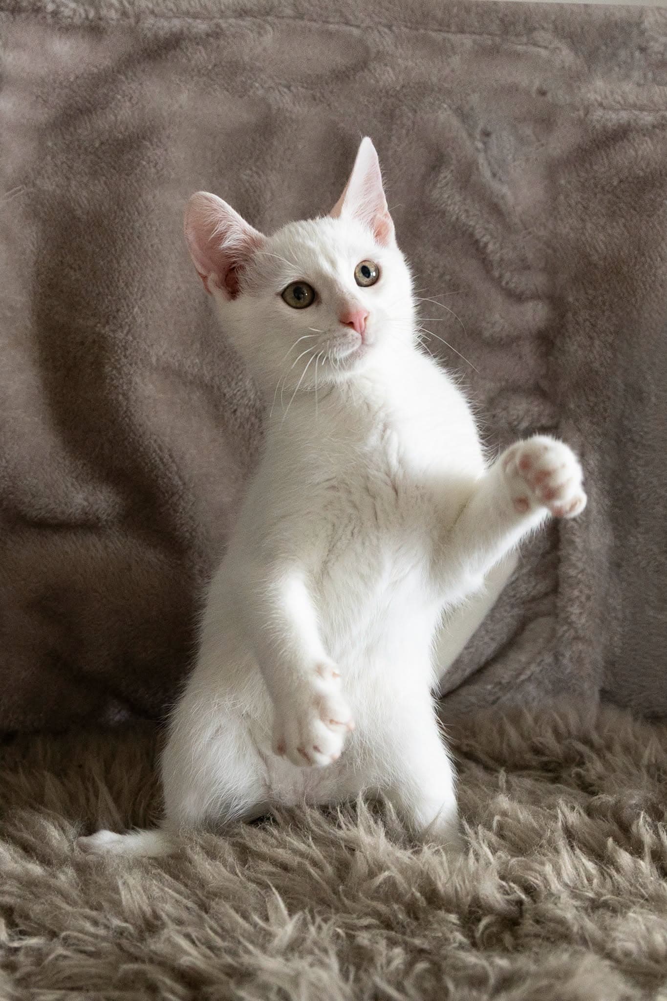 Zefyras