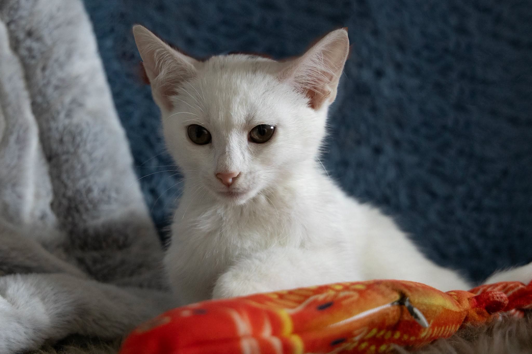 Zuzi