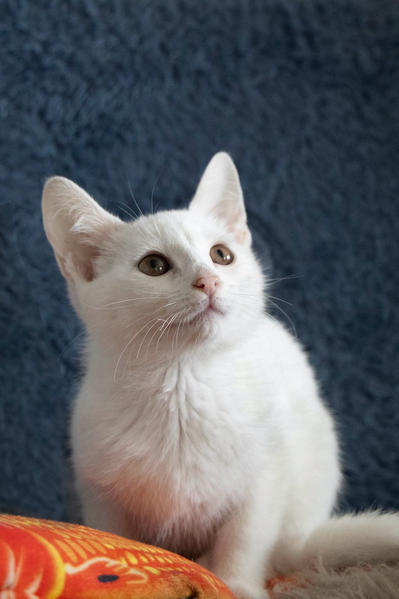 Zuzi