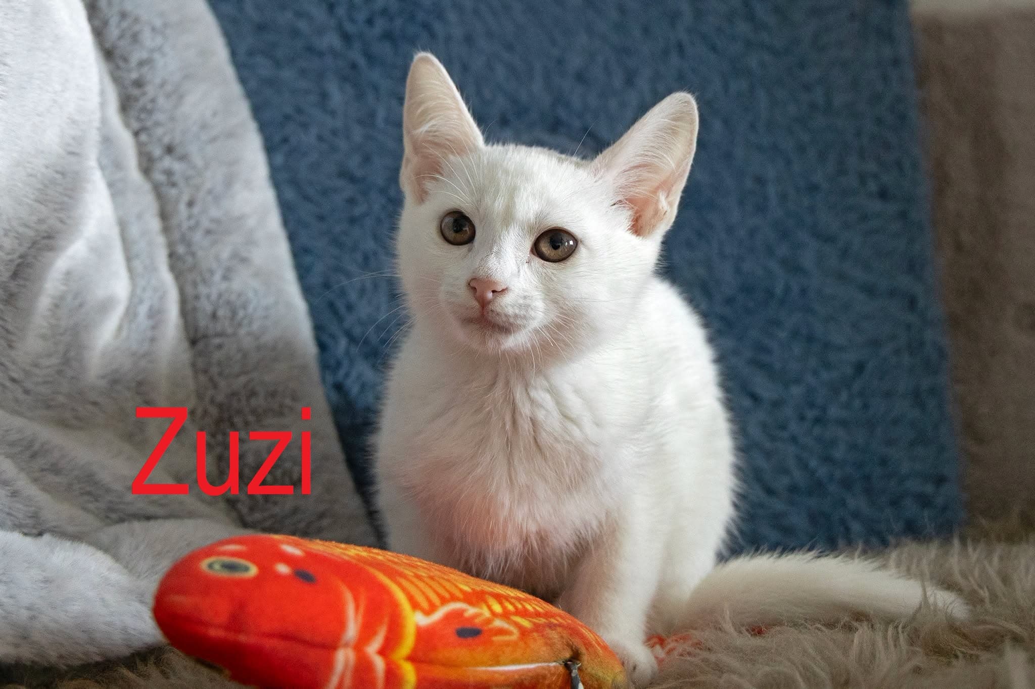 Zuzi