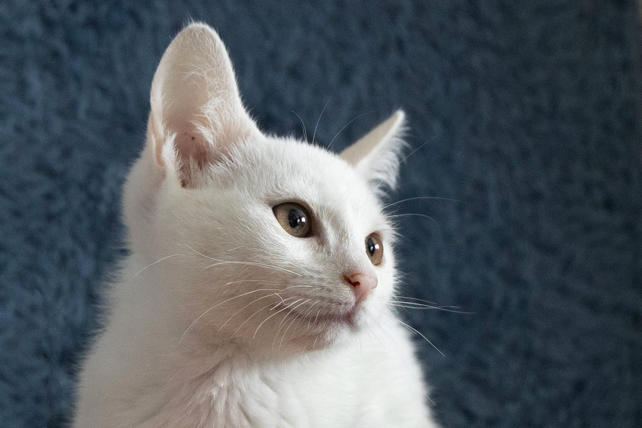 Zuzi