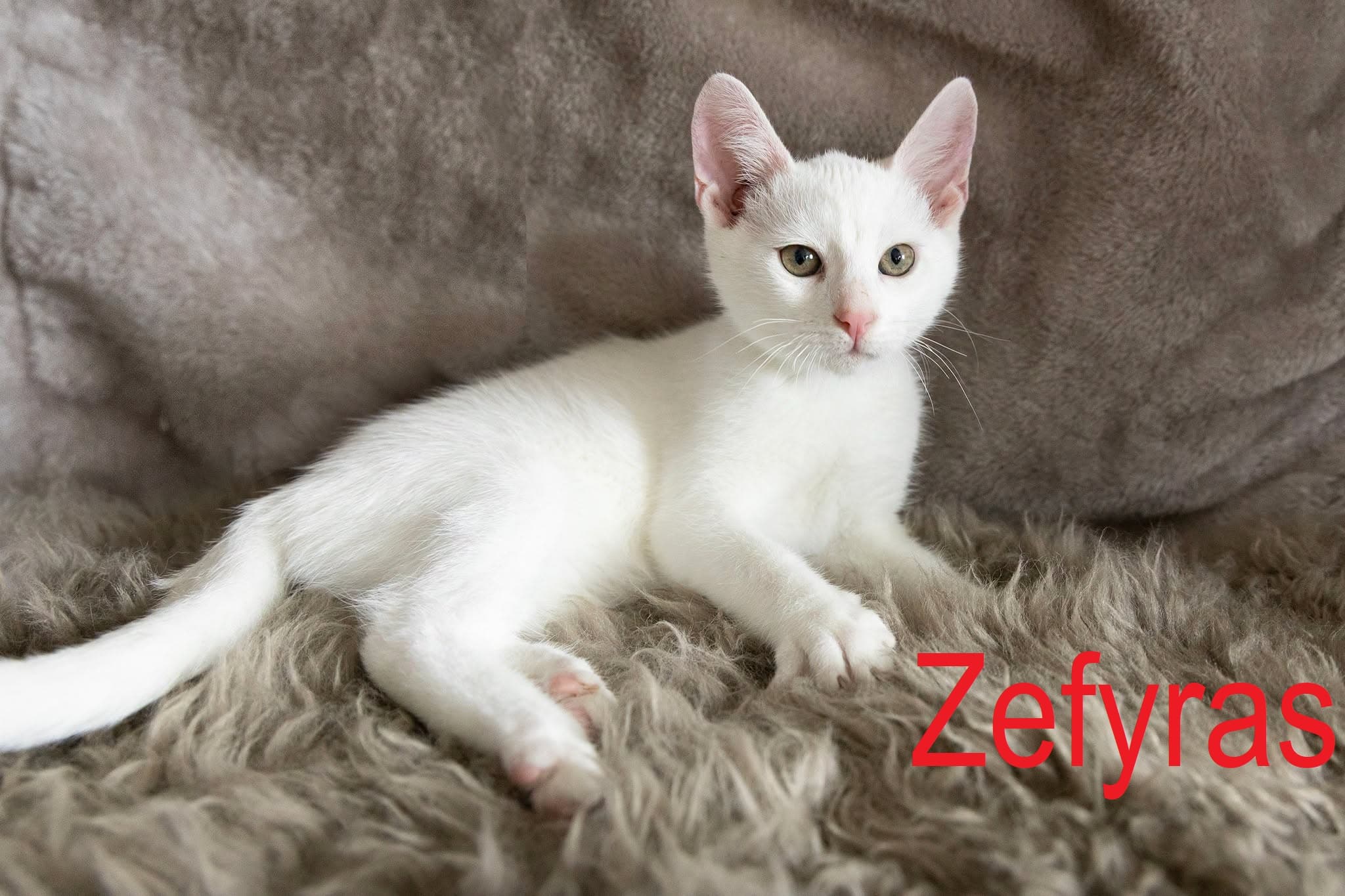Zefyras