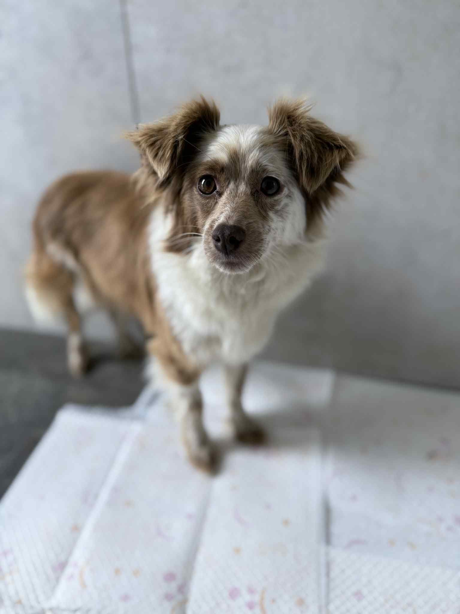 PEPĖ