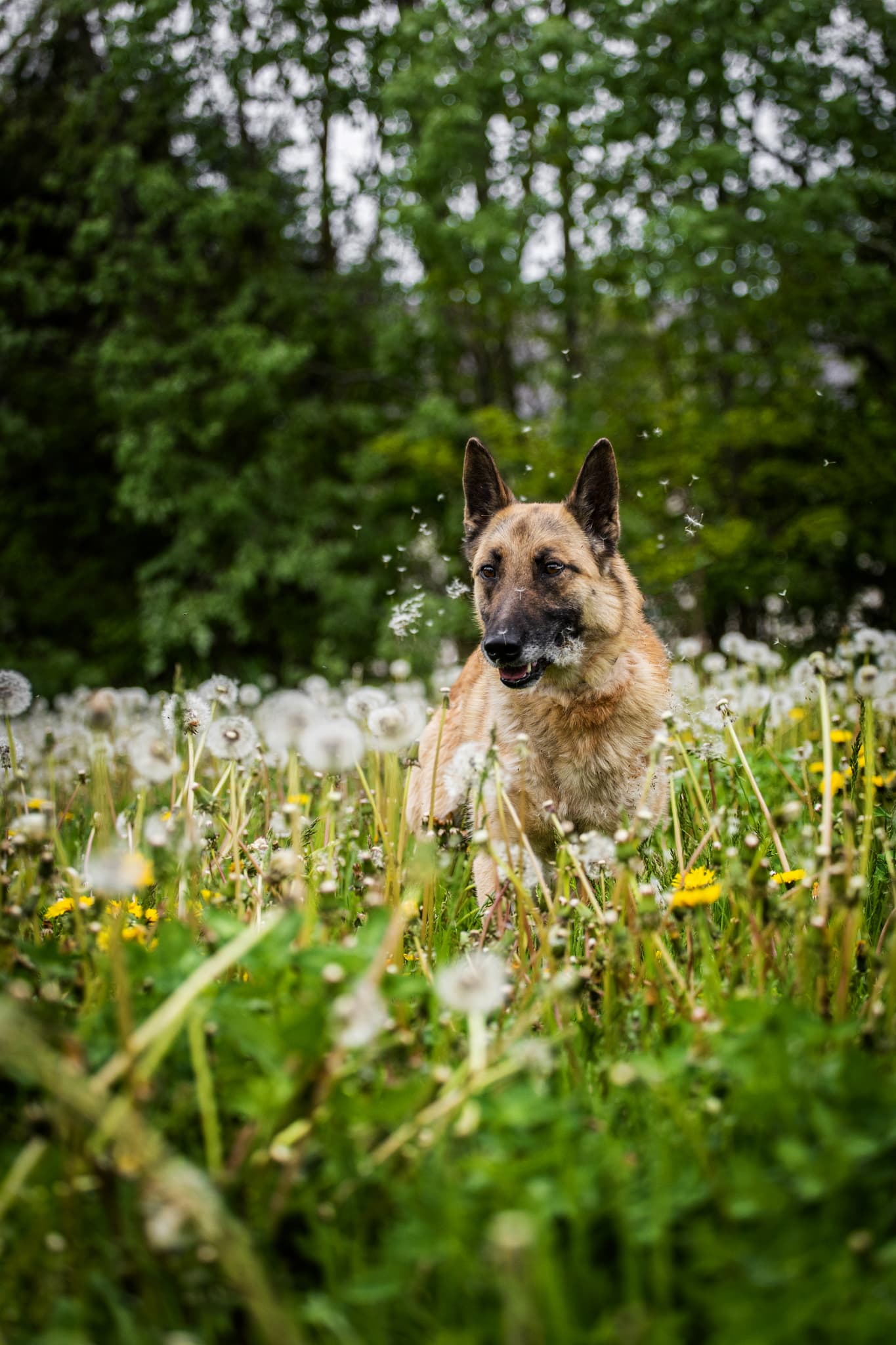 Akela