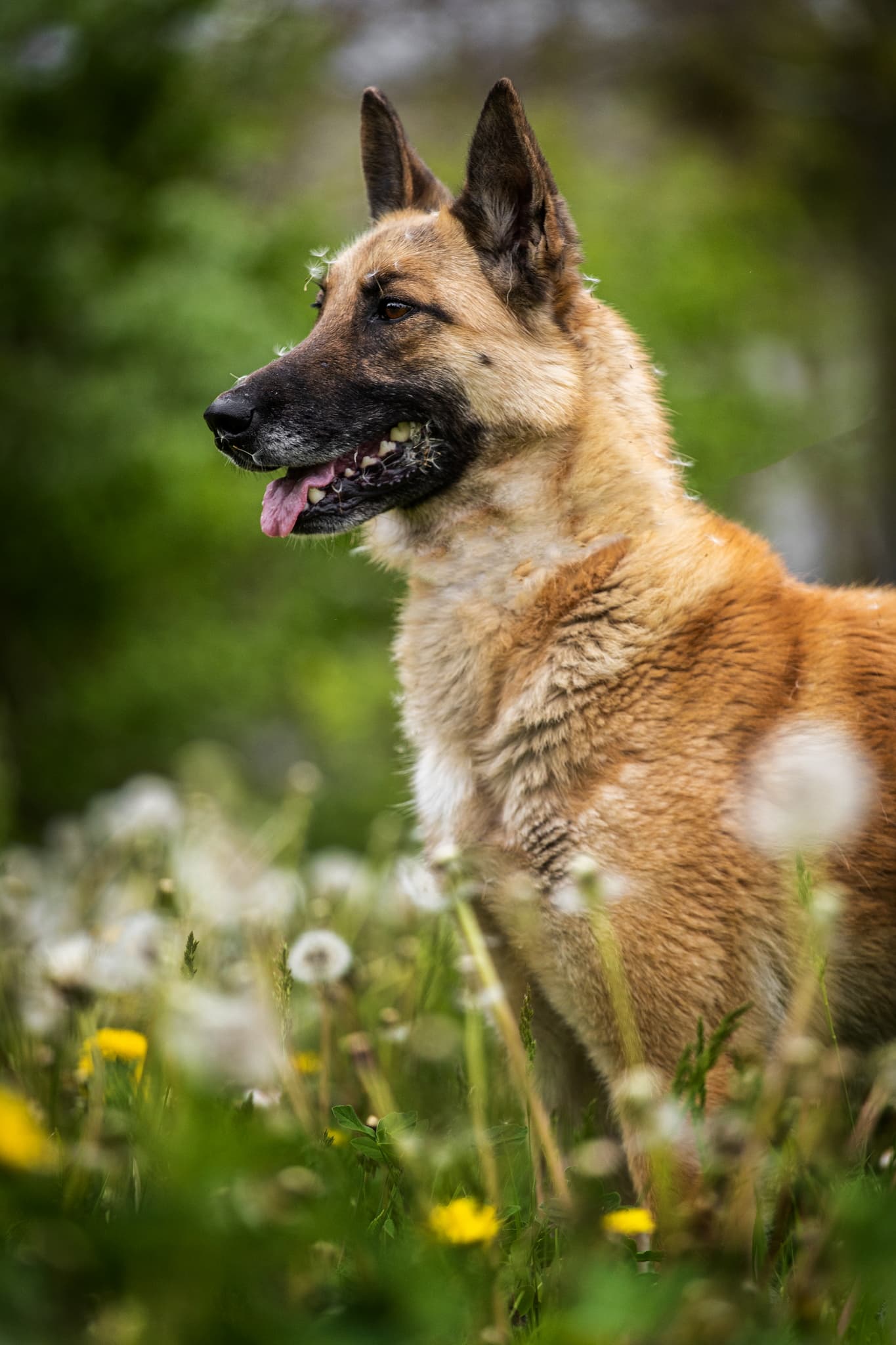 Akela