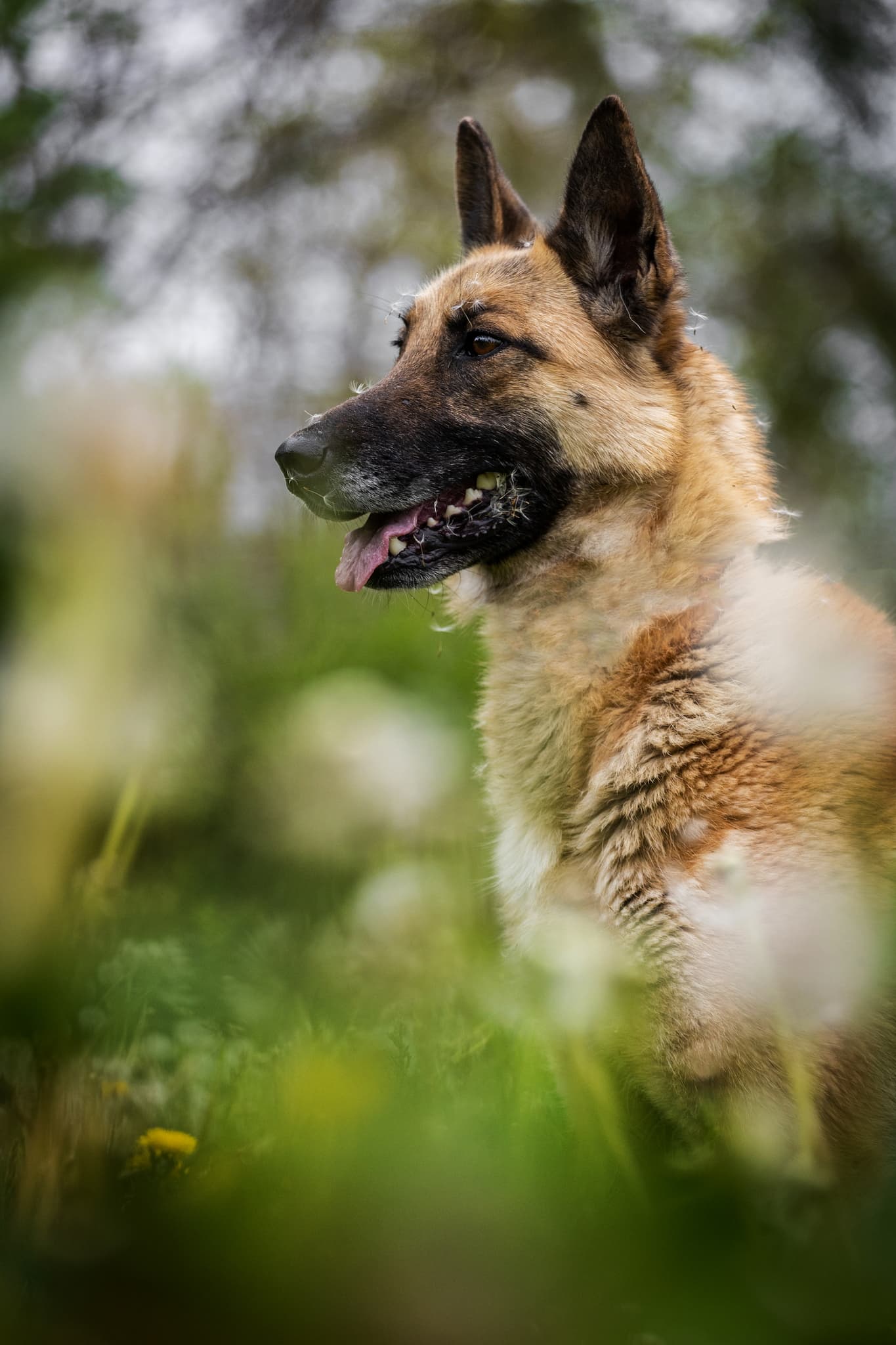 Akela