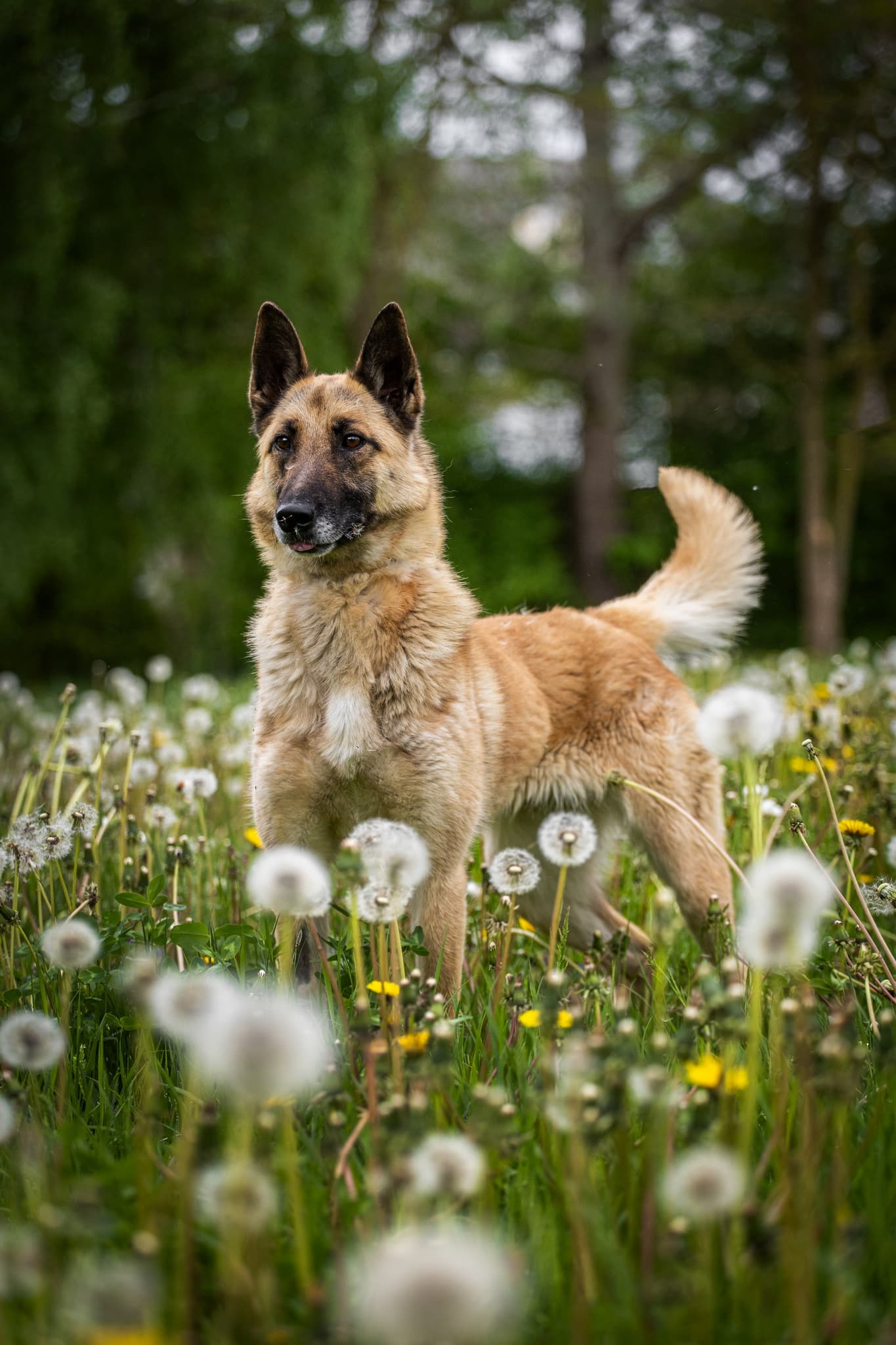 Akela