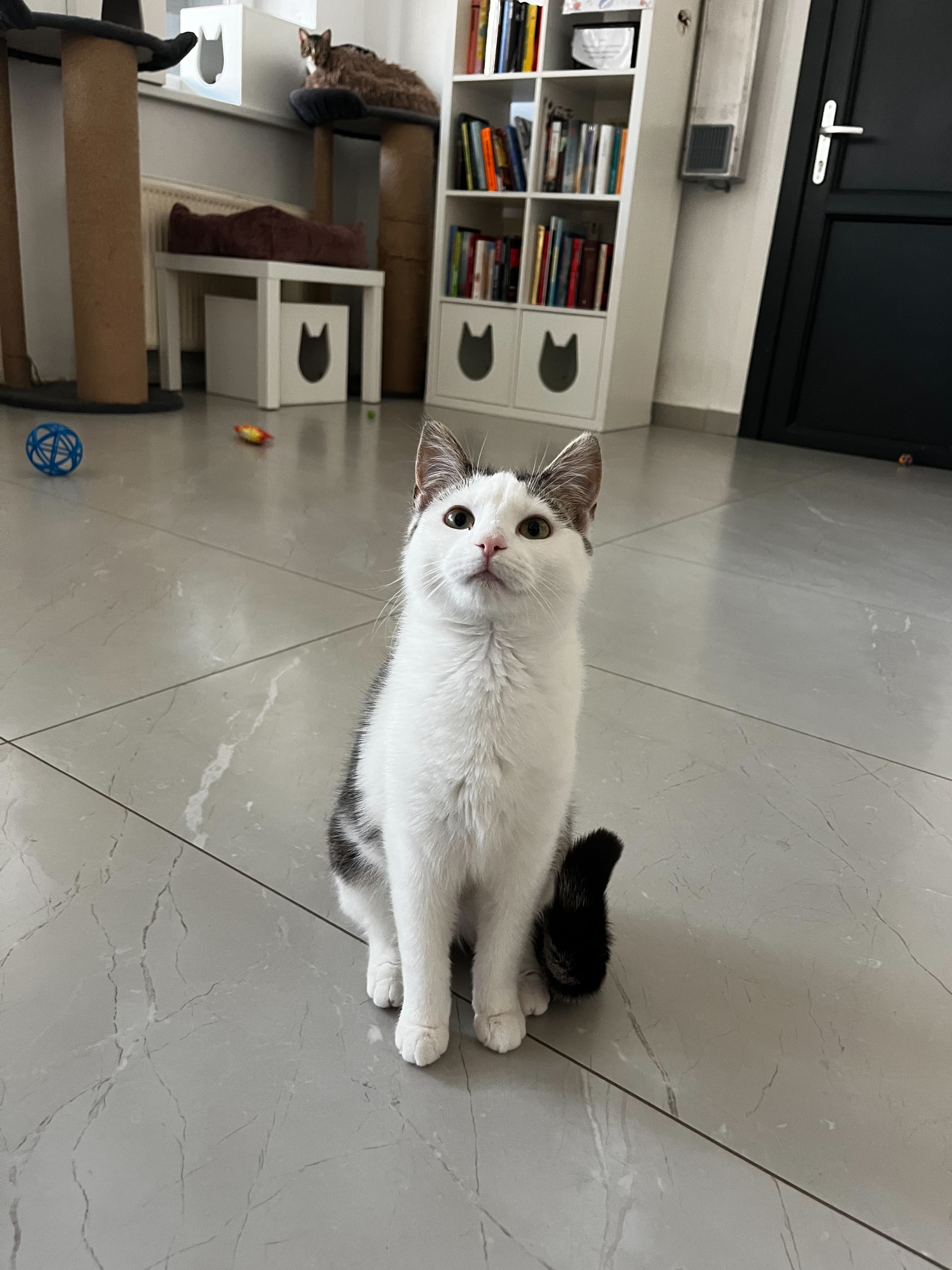 BONI
