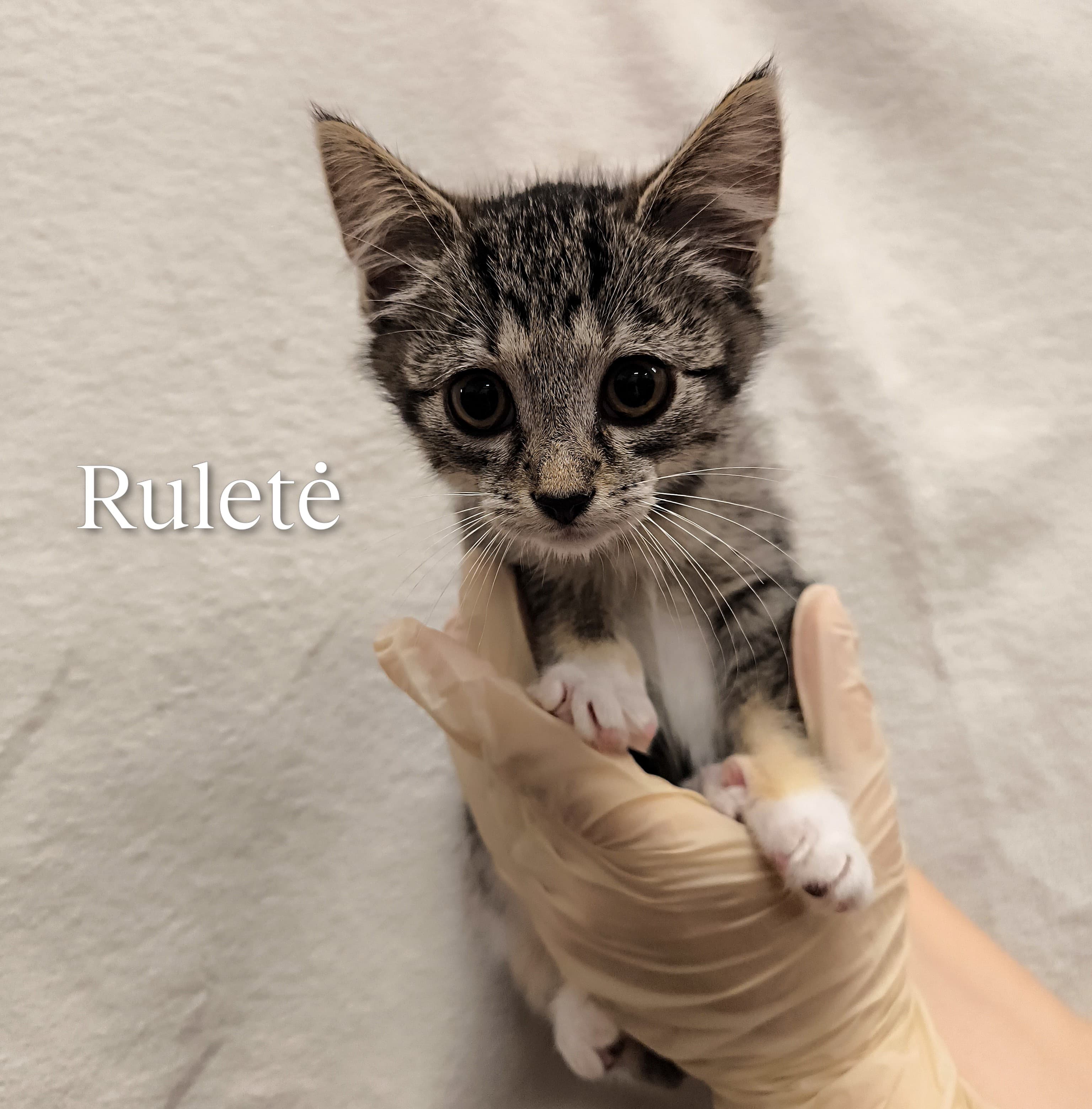 Ruletė