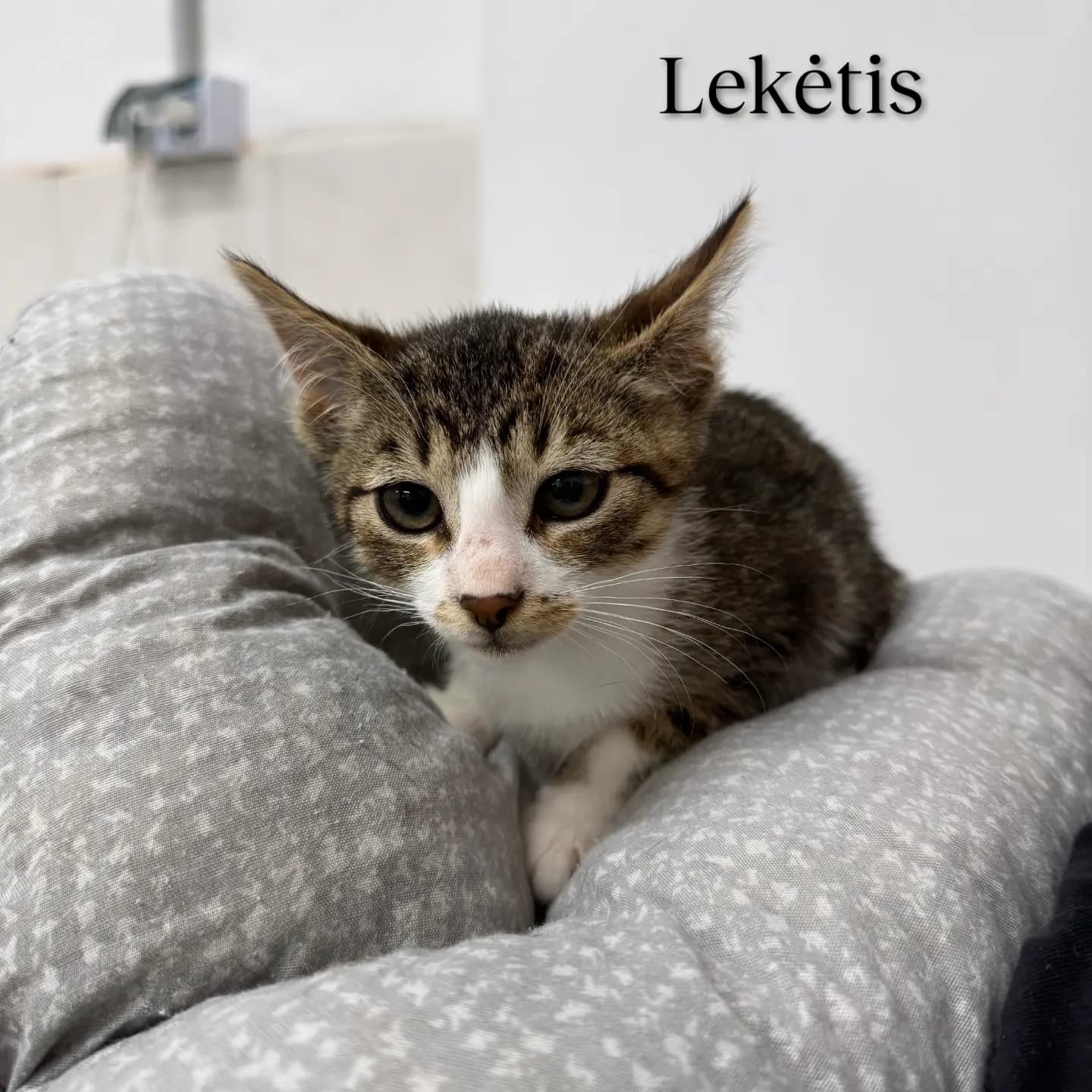 Lekėtis